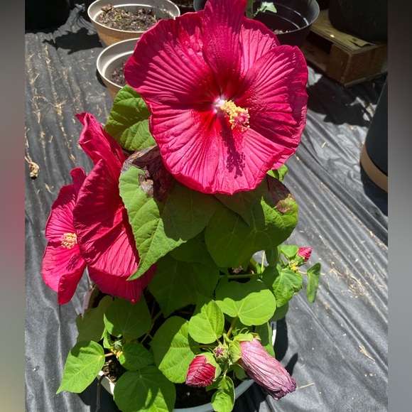 Meet your Posher, Crystal - Picture 10 of 10